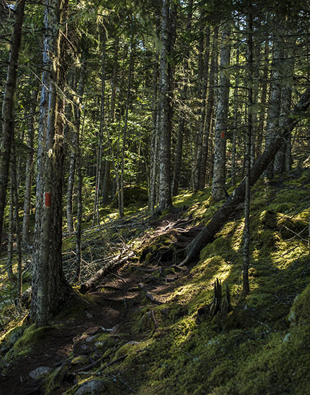 Deer Isle  Maine Hiking Trail, Photo by Carter Grotta
