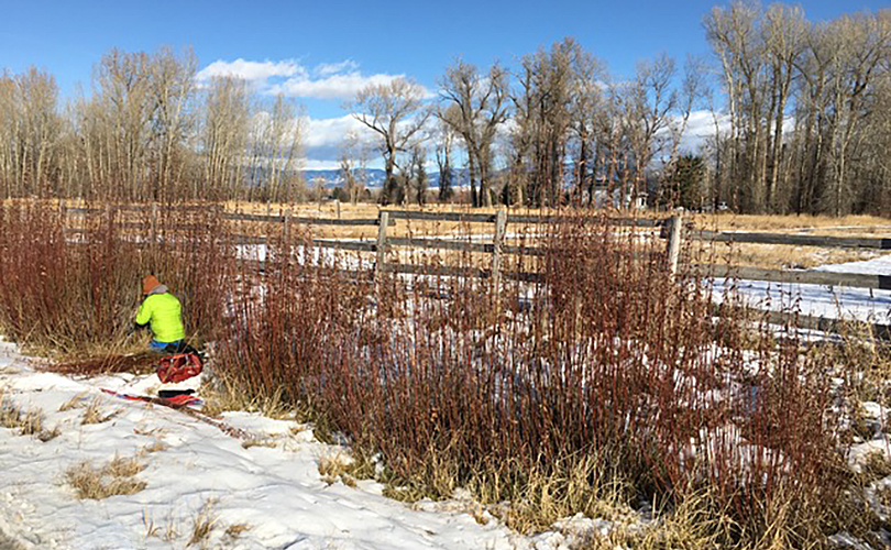 Christine Joy collecting willow