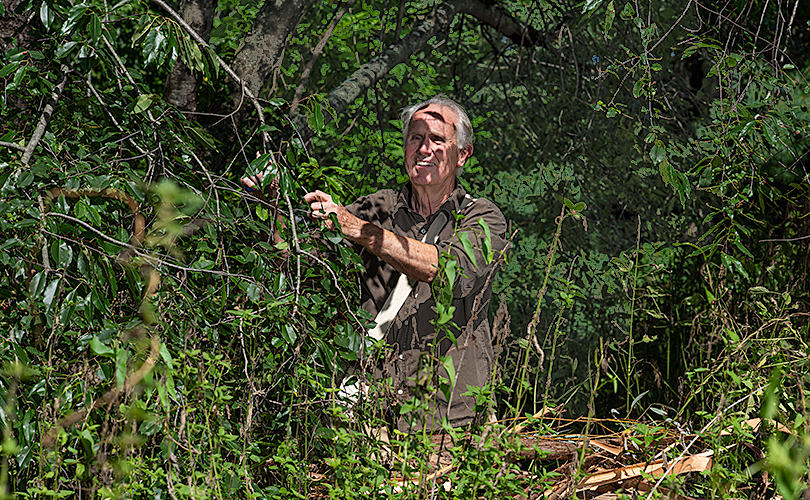 John Mcqueen harvesting willow